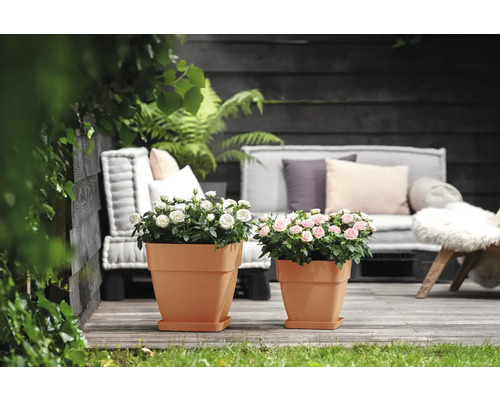 Zwei quadratische Pflanzgefäße mit Rosen auf einer Holzterrasse