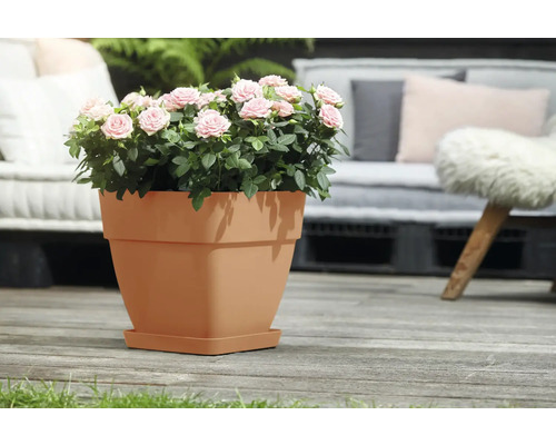 Topf mit Rosen auf einer Terrasse