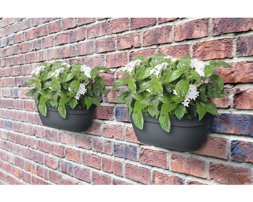 Zwei anthrazitfarbene Wandblumenkästen mit weißen Blüten und grünen Blättern an einer Ziegelmauer.