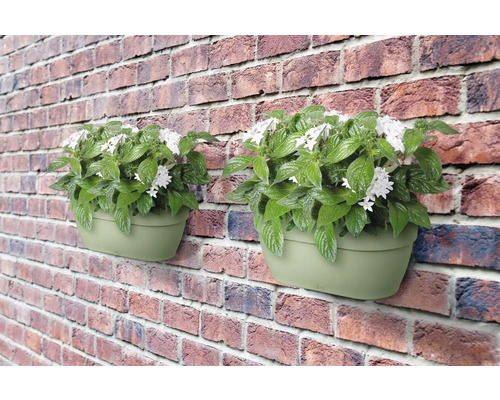 Zwei Wandblumenkästen mit weißen Blüten und grünen Blättern an einer Backsteinmauer