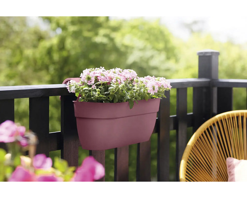 Blumenkasten mit pinkfarbenen Blüten am Balkongeländer