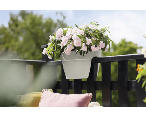 Jardinière avec fleurs roses fixée à une balustrade de balcon