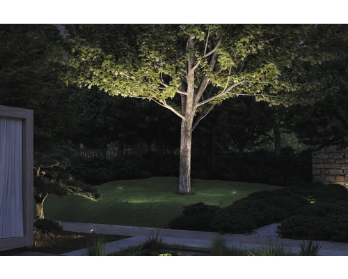 Jardin éclairé avec arbre et pelouses