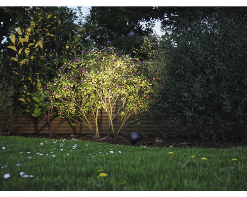 Jardin avec pelouse et arbuste éclairé