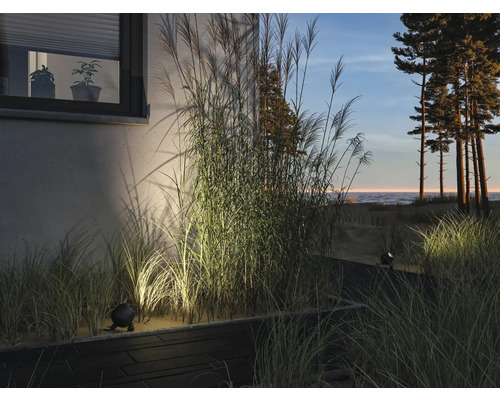 Jardin avec graminées ornementales, mur de maison et éclairage extérieur