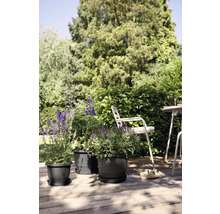 Trois pots de fleurs avec soucoupe et plantations sur une terrasse en bois avec des meubles de jardin en arrière-plan.