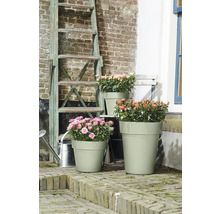 Trois pots de fleurs avec des rosiers dans le jardin, échelle et arrosoir en arrière-plan.