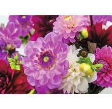 Nahaufnahme von Dahlienblüten in verschiedenen Farbtönen