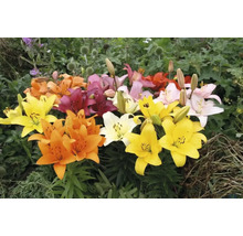 Lys multicolores en pleine floraison dans le jardin.