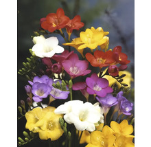 Bouquet de freesias avec des fleurs de différentes couleurs