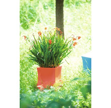 Bulbe de Montbrétia, Crocosmia FloraSelf 'Long Summer Mix' 50 pièces