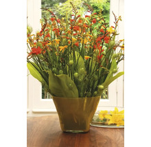 Bulbe de Montbrétia, Crocosmia FloraSelf 'Long Summer Mix' 50 pièces