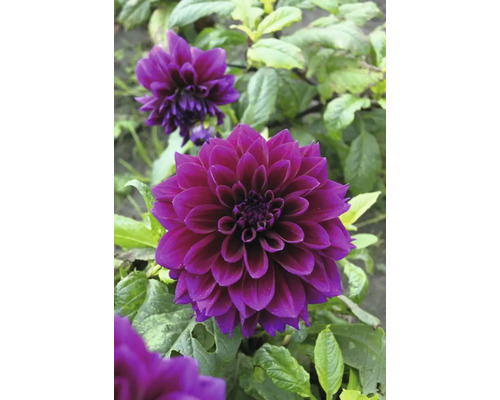 Gros plan sur un dahlia violet foncé dans le jardin.