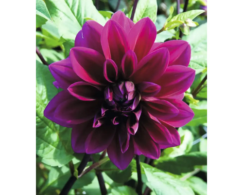 Gros plan d''une seule fleur de dahlia rouge foncé