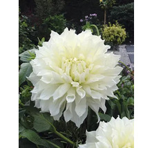 Gros plan d''une fleur de dahlia blanche dans un jardin.