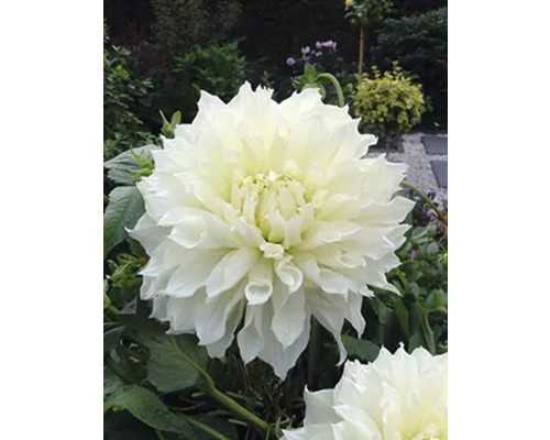 Gros plan d''une fleur de dahlia blanche dans un jardin.