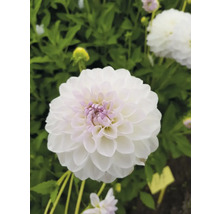 Nahaufnahme einer weißen Dahlie im Garten