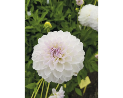 Nahaufnahme einer weißen Dahlie im Garten