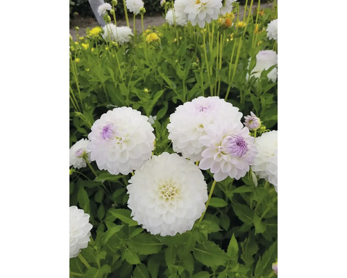 Nahaufnahme von weißen Dahlien im Garten.