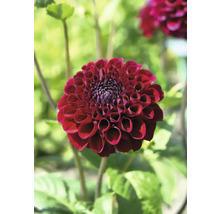 Nahaufnahme einer einzelnen dunkelroten Dahlienblüte im Garten.