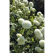 Gros plan de fleurs de dahlias dans le jardin.