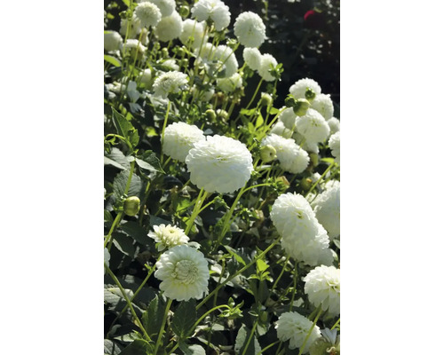 Gros plan de fleurs de dahlias dans le jardin.