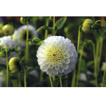 Gros plan sur un dahlia blanc dans le jardin.
