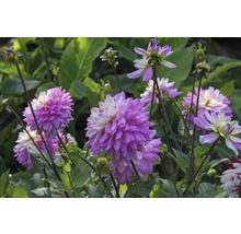 Gros plan sur des dahlias violets dans le jardin.