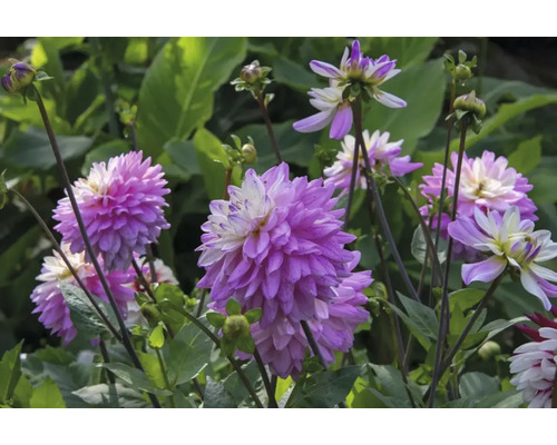 Gros plan sur des dahlias violets dans le jardin.