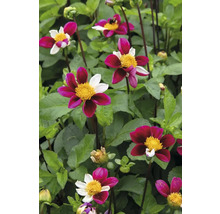 Nahaufnahme von Dahlienblüten im Gartenbeet