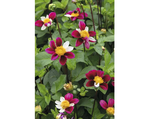 Nahaufnahme von Dahlienblüten im Gartenbeet