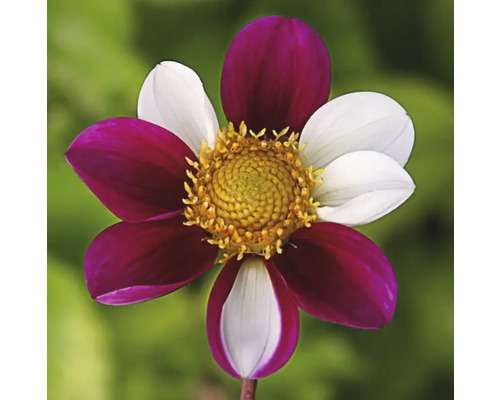 Blume mit Blütenblättern in Weiß und Burgunderrot