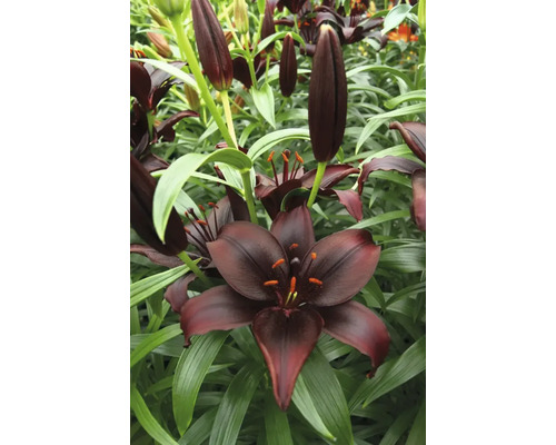 Nahaufnahme von schwarzen Lilienblüten mit grünen Blättern