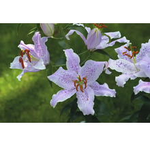 Gros plan sur des fleurs de lys à motif pointillé