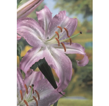 Gros plan d''une fleur de lys