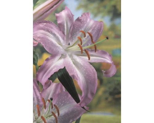 Nahaufnahme einer Lilienblüte