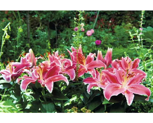 Gruppe rosafarbener Lilien im Gartenbeet