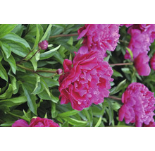 Nahaufnahme von rosa Pfingstrosenblüten mit grünen Blättern