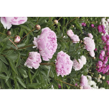 Nahaufnahme von rosa und weißen Pfingstrosen im Garten.