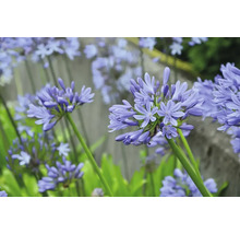 Nahaufnahme von blauen Schmucklilien im Garten