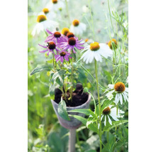 Nahaufnahme von lila und weißen Sonnenhüten in einem Garten.