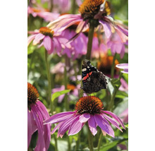 Schmetterling auf Purpur-Sonnenhut im Garten.