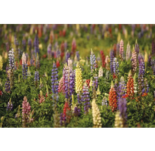 Feld mit bunten Lupinenblüten
