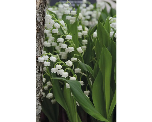 Nahaufnahme von Maiglöckchen mit grünen Blättern