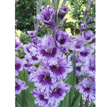 Gladiole mit gestreiften Blütenblättern im Garten