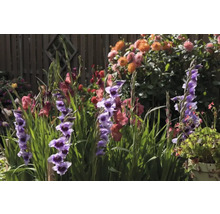 Blühende Gladiole im Gartenbeet