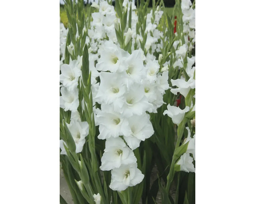 Weisse Gladiole im Gartenbeet