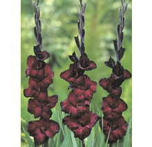 Drei Gladiolen im Gartenbeet mit auffälligen Blütenständen.