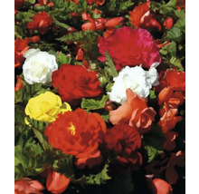 Massif de bégonias avec des fleurs rouges, jaunes et blanches