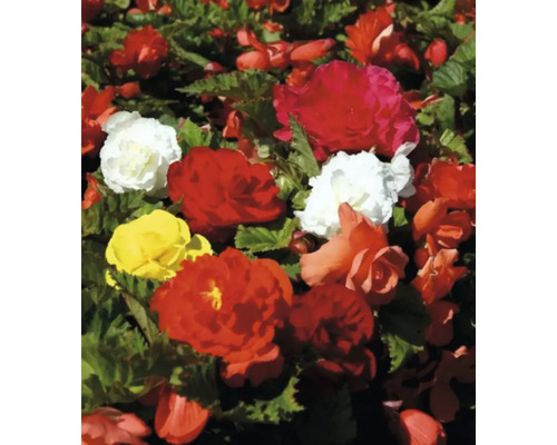 Massif de bégonias avec des fleurs rouges, jaunes et blanches